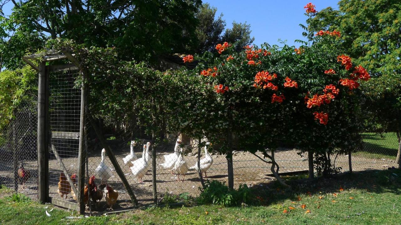 Agriturismo Podere Luchiano Amelia Eksteriør bilde